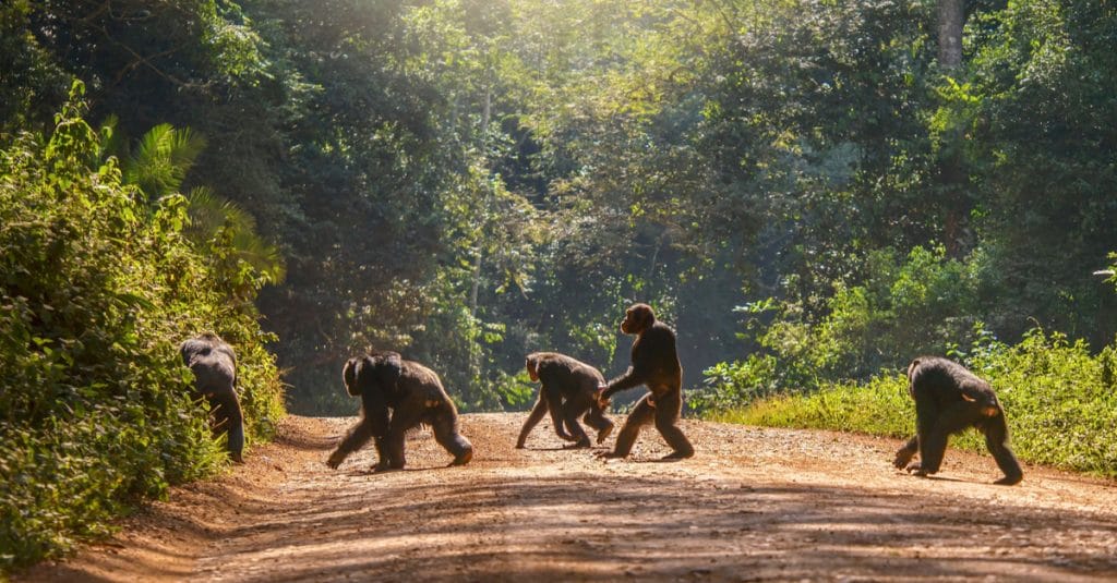 GUINEA: IFC-funded bauxite boom threatens humans and chimpanzees©CherylRamalhoShutterstock