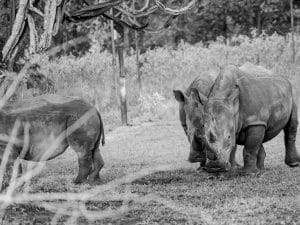 GABON: ANPN's resolutons, following symposium on protected areas©Wayak/Shutterstock