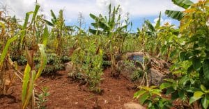 MALI : 11,14 M€ pour la résilience climatique agricole et les écosystèmes fluviaux©Robin NieuwenkampShutterstock