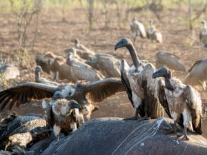 NIGERIA : comment sauver les vautours au bord de l’extinction©LouieLea/Shutterstock