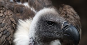 NIGERIA: Saving threatened vultures©LouieLeaShutterstock