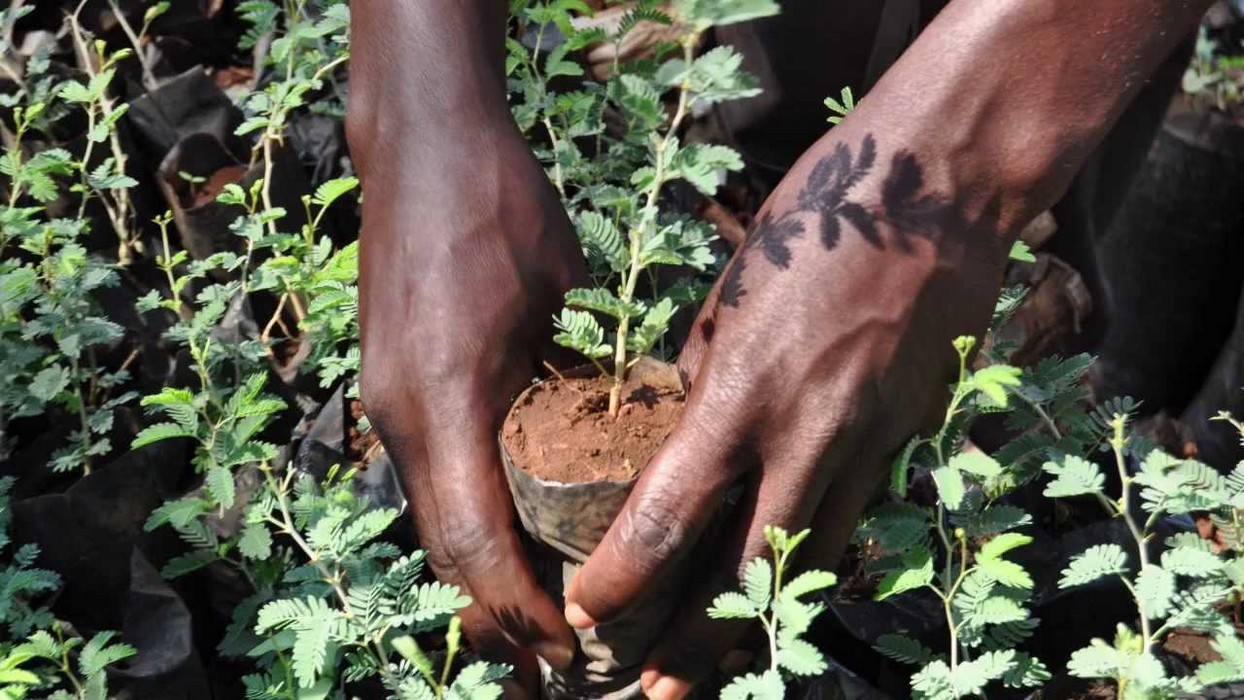 Togo Les Hommes De Media Se Mobilisent Pour Planter Des Arbres Afrik 21