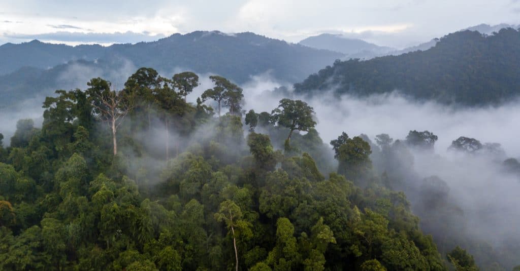 BENIN: WB grants $75 million for classified forest conservation ©Richard WhitcombeShutterstock