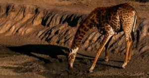 NAMIBIA: Wild animals on sale as a result of severe droughts©Anouska13Shutterstock