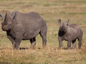 RWANDA: 5 rhinos from European zoos regain their freedom©Maggy Meyer/Shutterstock