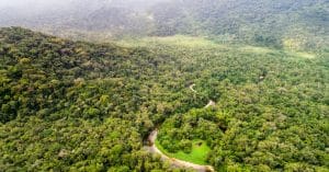 CAMEROUN : centre névralgique de la préservation des forêts d’Afrique centrale©Gustavo FrazaoShutterstock