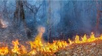 AFRIQUE : Green Peace demande l’arrêt de toute activité dans la forêt équatoriale ©Toa55Shutterstock