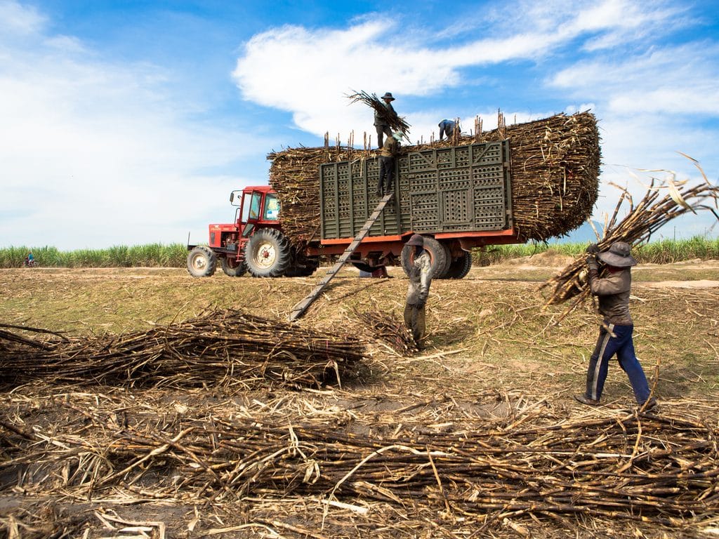 ÉGYPTE : la start-up Baramoda transforme les déchets agricoles en engrais biologique©Tran Thanh Sang/Shutterstock