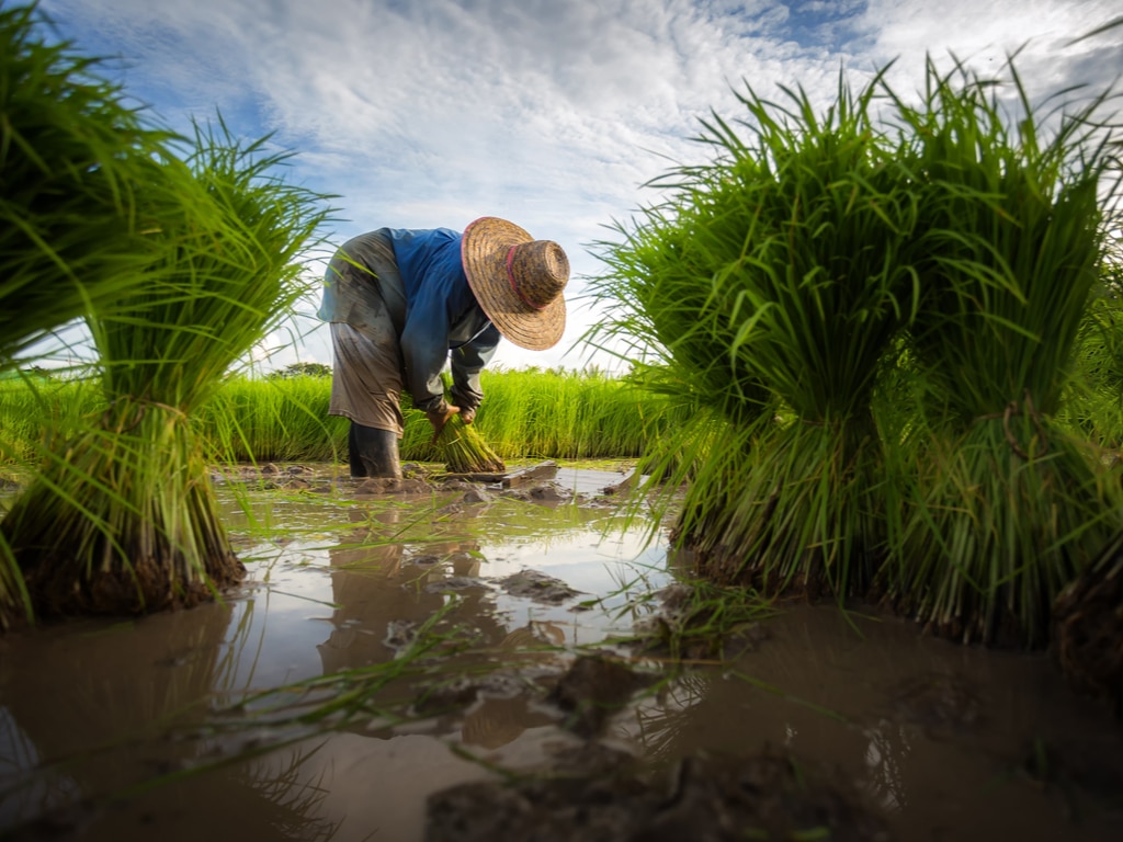 EGYPT: Farmers along Nile Basin to reduce water consumption | Afrik 21