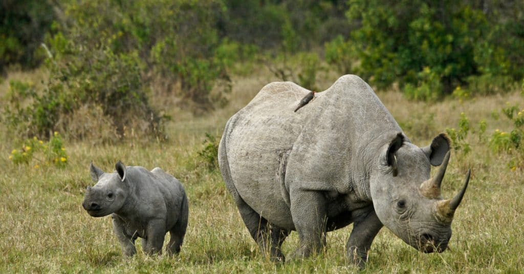 AFRIQUE : des « Rhino bounds » émis dès 2020 pour protéger les Rhinocéros noirs©MicheleBShutterstock