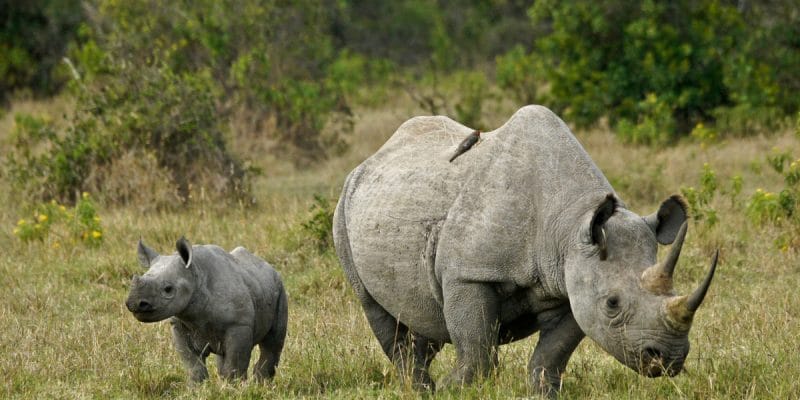 AFRIQUE : des « Rhino bounds » émis dès 2020 pour protéger les Rhinocéros noirs©MicheleBShutterstock