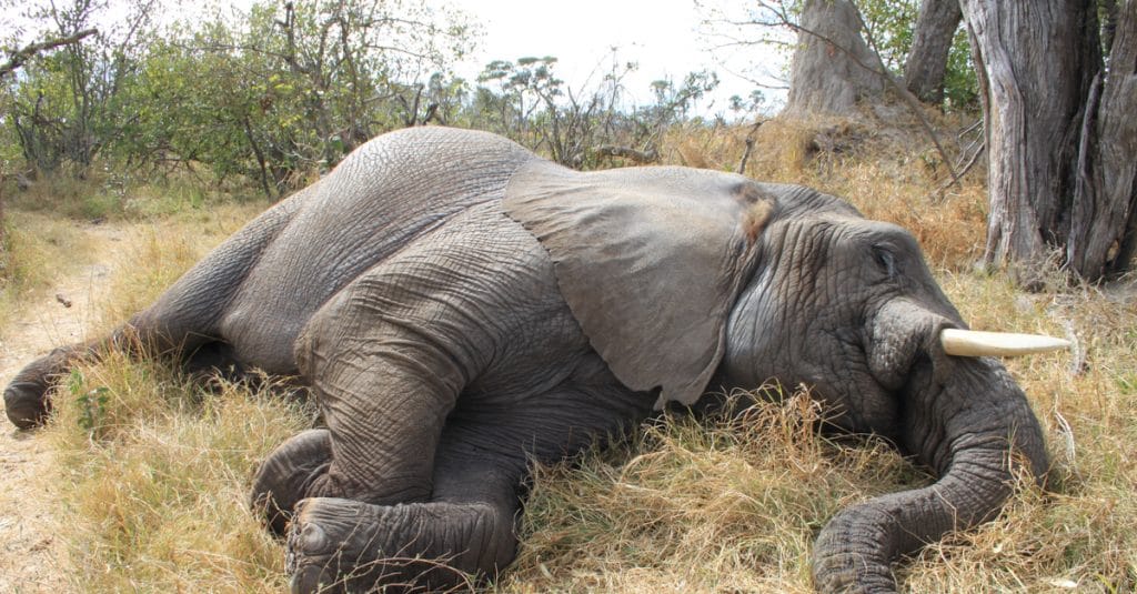 CENTRAFRIQUE : des chasseurs pygmées reconvertis en protecteurs d’éléphants©Nora MarieShutterstock