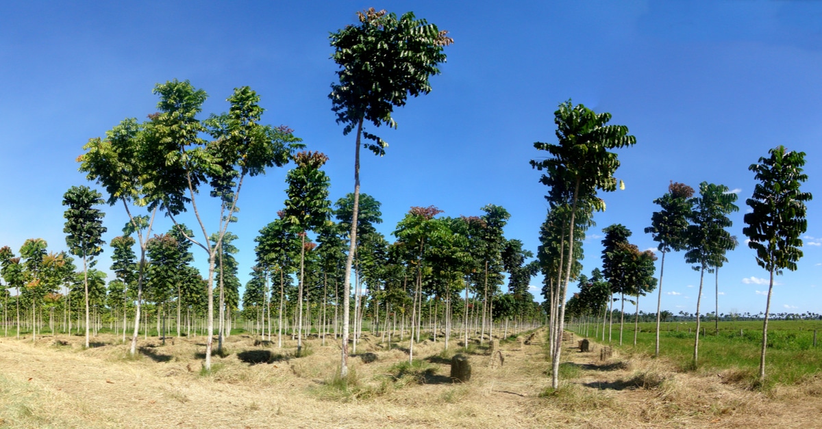 nigeria-25-million-trees-will-be-planted-to-absorb-co-afrik-21