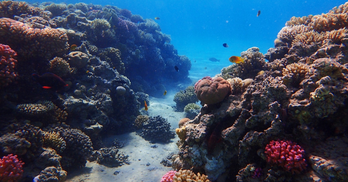 MADAGASCAR: Japan provides $4.4 million for coral reef conservation ...