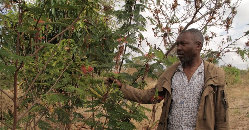 TOGO: FAO provides close to 135,000 euros for agro-ecology©James KarugaShutterstock