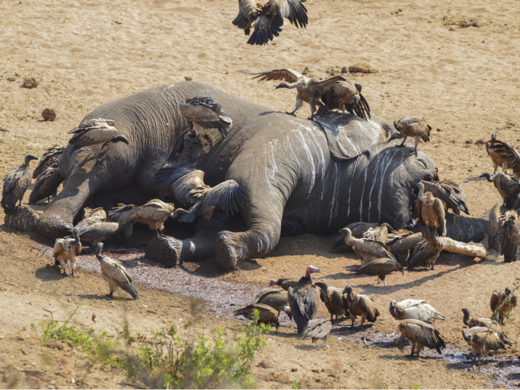 BOTSWANA: Over 100 elephants die of hunger and thirst due to drought