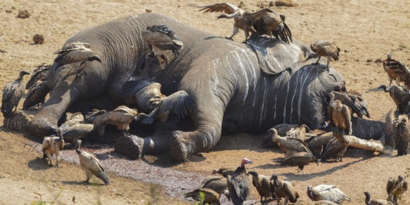 BOTSWANA : plus de 100 éléphants meurent de faim et de soif à cause de la sécheresse©/Shutterstock