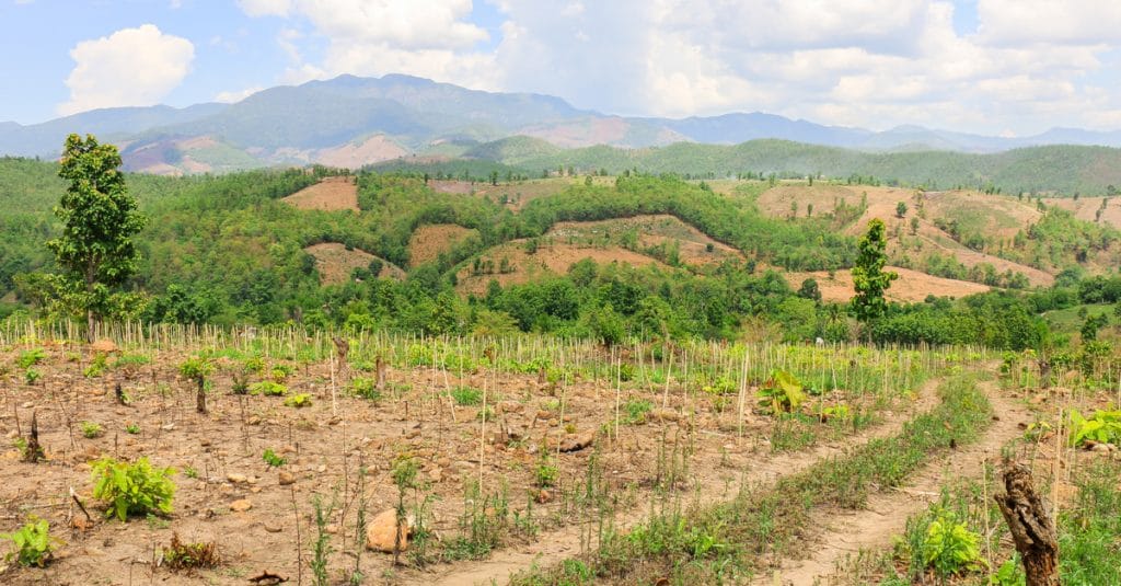 ALGERIA: 43 million trees, for final phase of national reforestation plan