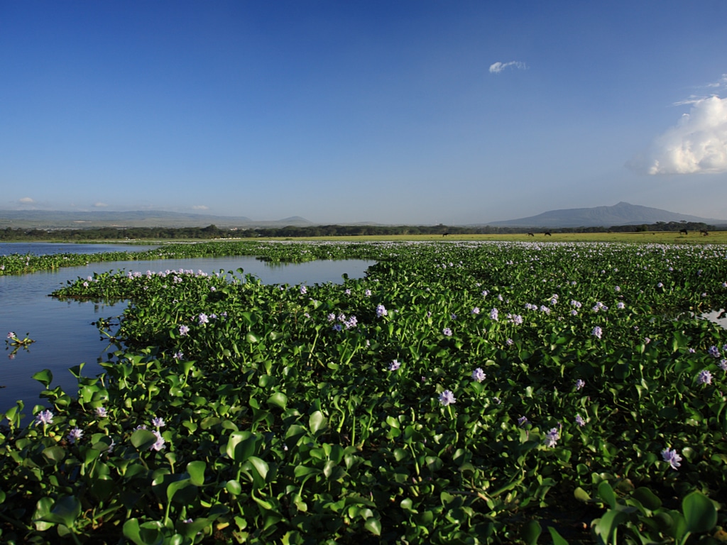 kenya-moscow-supports-action-against-water-hyacinth-on-lake-victoria