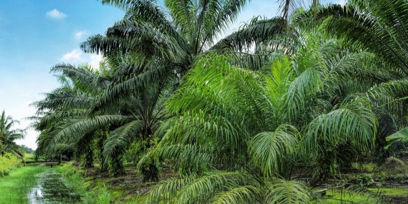 DRC: HRW accuses 4 European banks of investing in polluting activities©tristan tanShutterstock