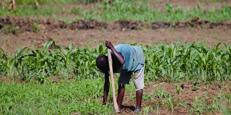 MAROC : l’initiative AAA signe trois accords pour l’agriculture résiliente en Afrique©AdwoShutterstock