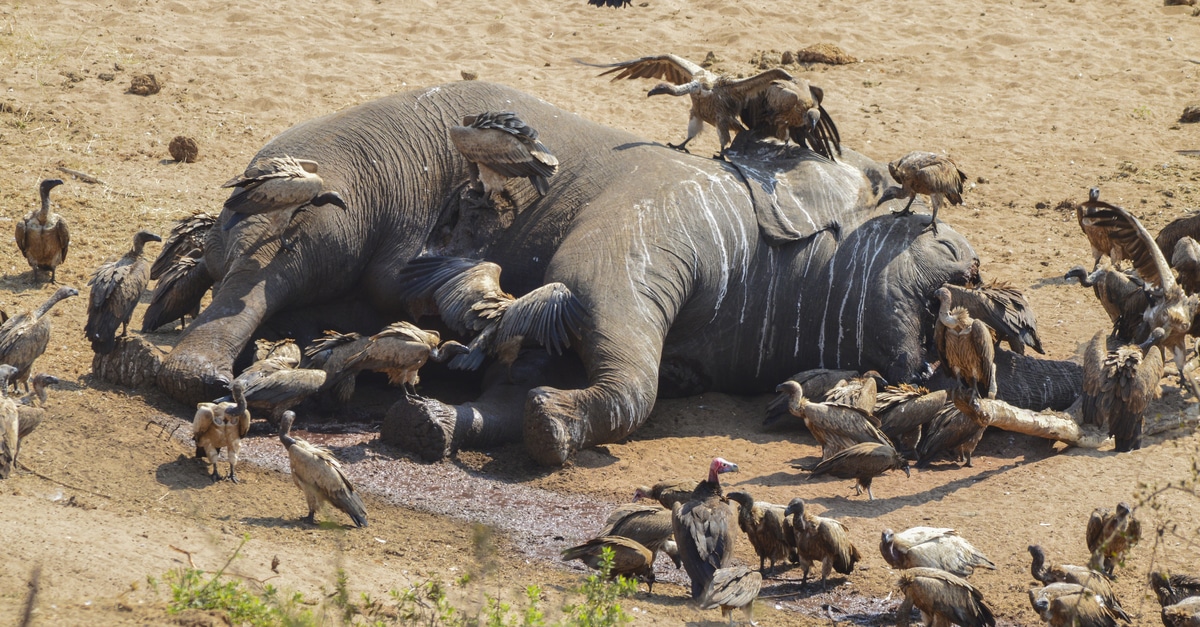 AFRICA: WWF says African elephants will be extinct by 2040 if nothing