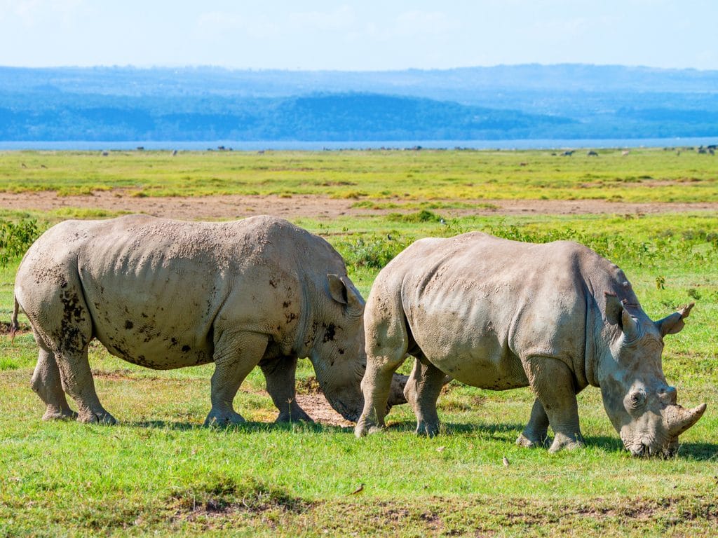 MALAWI : 17 rhinocéros noirs transférés d’Afrique du Sud vers le parc de Liwonde©Yakov Oskanov/Shutterstock