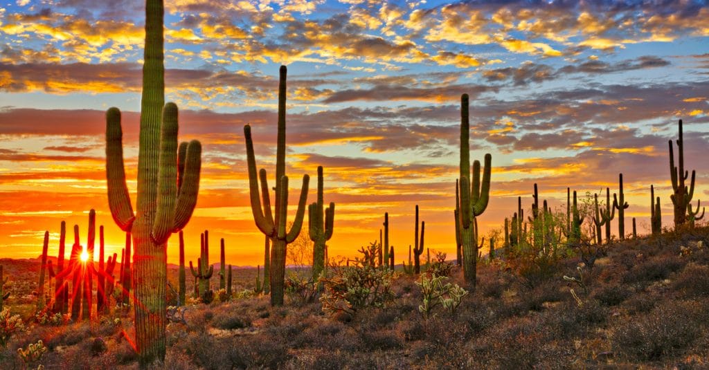 MADAGASCAR: Cactus plants increase biogas production tenfold©Anton FoltinShutterstock