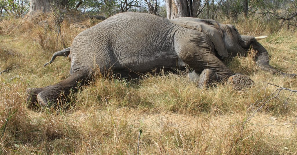 CAMEROON: Some €84,000 to protect biodiversity in 7 localities in north Cameroon©Nora MarieShutterstock