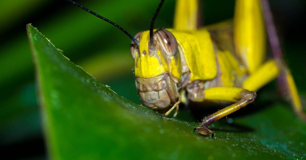 KENYA : une invasion de criquets menace les récoltes dans le nord-est du pays©Mike Workman Shutterstock