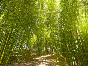 CONGO: €152 million project for the promotion of bamboo products©SpiritProd33/Shutterstock