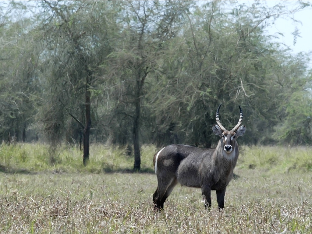 MOZAMIQUE : à Gorongosa, les grands herbivores anéantissent une plante envahissante ©Vladislav T. Jirousek/Shutterstock