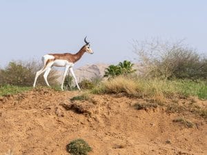 NIGER: EU and AFD earmark €8.5M for the preservation of the Termit nature reserve©Jeff KingmaDe Shutterstock