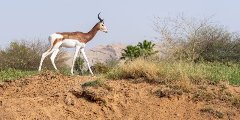 NIGER: EU and AFD earmark €8.5M for the preservation of the Termit nature reserve©Jeff KingmaDe Shutterstock