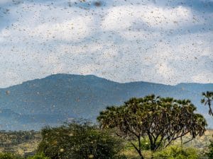 AFRIQUE DE L’EST : les criquets, autre conséquence des variations climatiques extrêmes©Jen Watson/Shutterstock