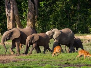 CENTRAL AFRICA: A stela for biodiversity conservation in Sangha©GUDKOV ANDREY/Shutterstock