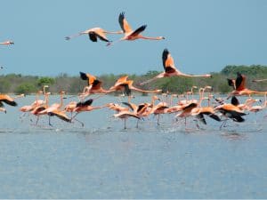 KENYA : le refuge de millions de flamants roses menacé par la déforestation©Maria Castellanos deShutterstock