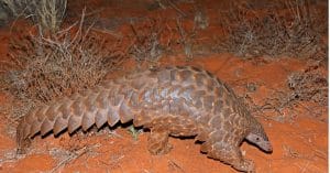 CAMEROON: Government concerned about the gradual disappearance of pangolins©EcoPrint/Shutterstock