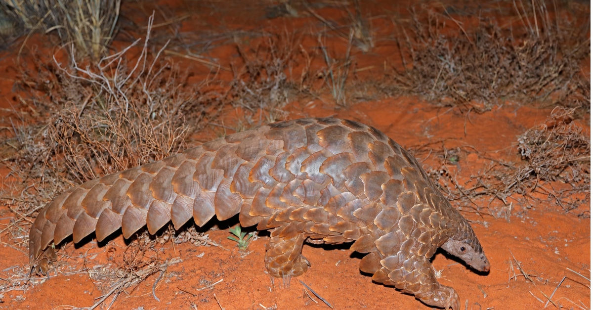 Cameroon Government Concerned About The Gradual Disappearance Of Pangolins Afrik 21