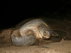 CAP-VERT : le projet « man trading » pour lutter contre le braconnage des tortues©COULANGESShutterstock