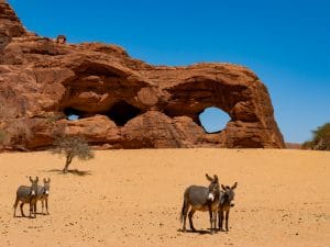 KENYA: Government bans killing of donkeys threatened by Chinese trade©Beata TabakShutterstock