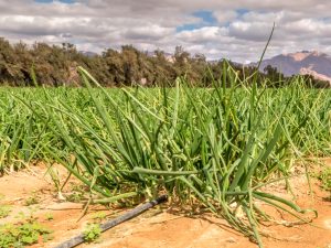 NAMIBIE : Nedbank et Sunref financent les projets écologiques des entreprises locales©Sergei25/Shutterstock