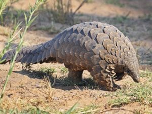 AFRICA: Covid-19 gives pangolin a break from extinction©Eugene Troskie/Shutterstock