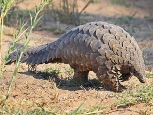 AFRIQUE : le Covid-19 offre un répit au pangolin, en grand danger de disparition©Eugene Troskie/Shutterstock