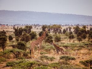 CENTRAL AFRICA: Training eco-guards in protected area management©Geertes/Shutterstock