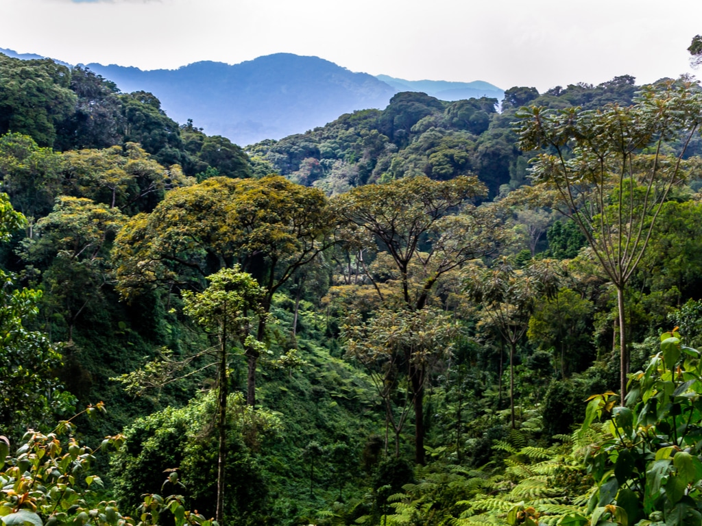 RWANDA: Camera traps to survey biodiversity in Nyungwe Park©Zaruba Ondrej/Shutterstock