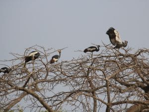 BENIN: APN to rehabilitate Pendjari National Park in the north-west