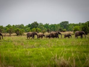 BÉNIN : APN réhabilitera le parc national de la Pendjari situé au nord-ouest du pays©Gilles COMLANVI/Shutterstock