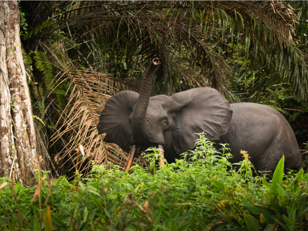 CONGO : mise en place d’une plateforme de gestion des ressources naturelles de l’ETIC ©Shutterranger/Shutterstock