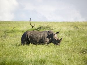 RWANDA: Akagera Park loses one of five black rhinos from European zoos©Joseph Sohm/Shutterstock